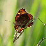 [35.162] Título: Borboleta | Autor: Lauro Almeida | Local: Frente da moradia indígena