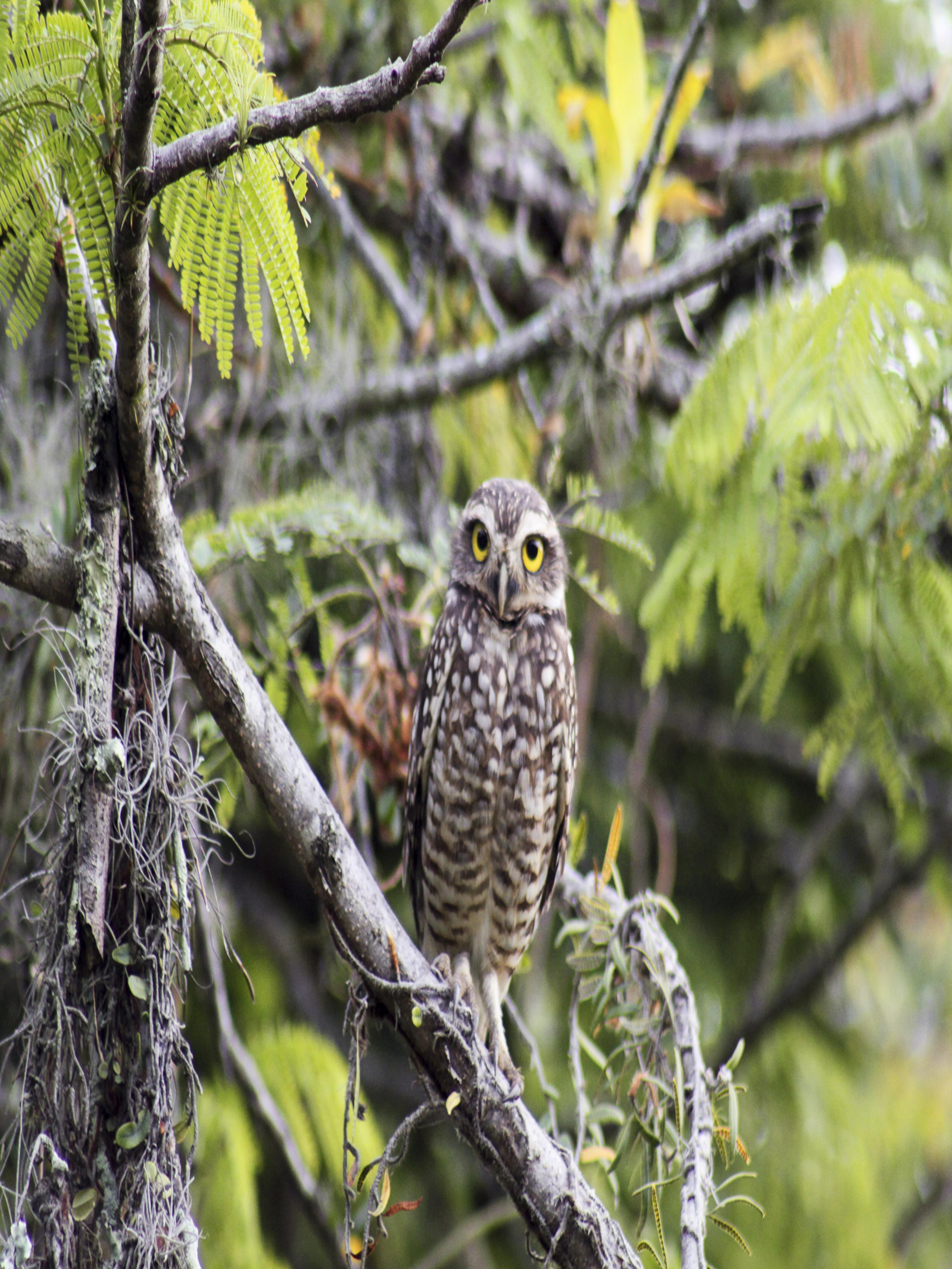 [29.135] Título: Corujinha-buraqueira (Athene cunicularia) | Autor: Lucas Irion | Local: Próx. à biblioteca central