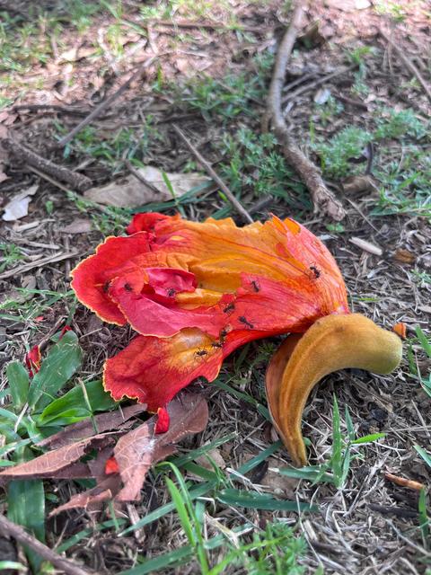 [37.172] Título: Formigas em flor caída | Autor: Giovanna Cruz | Local: Gramadão do Bloco D do CCE