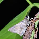 [20.088] Título: Borboleta no sossego da noite | Autor: Gabriely Goulart | Local: CCB, Córrego Grande - Florianópolis