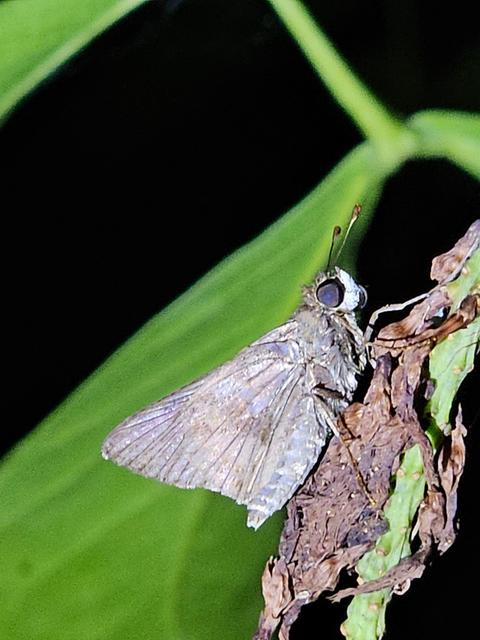 [20.088] Título: Borboleta no sossego da noite | Autor: Gabriely Goulart | Local: CCB, Córrego Grande - Florianópolis