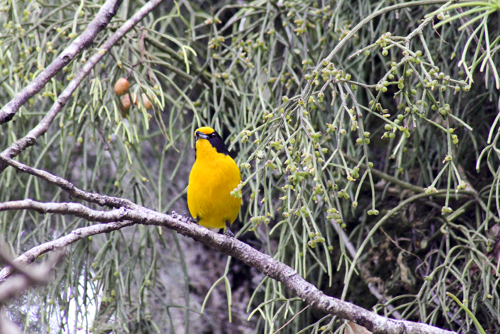 [29.170] Título: Gaturamo-verdadeiro (Euphonia violacea) | Autor: Lucas Irion | Local: Área externa ao DGP