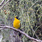 [29.170] Título: Gaturamo-verdadeiro (Euphonia violacea) | Autor: Lucas Irion | Local: Área externa ao DGP