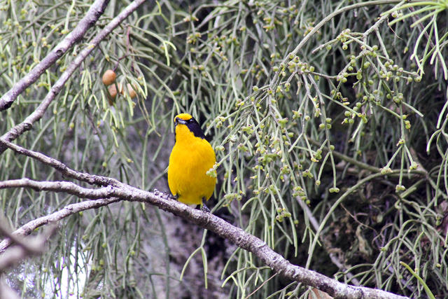 [29.170] Título: Gaturamo-verdadeiro (Euphonia violacea) | Autor: Lucas Irion | Local: Área externa ao DGP