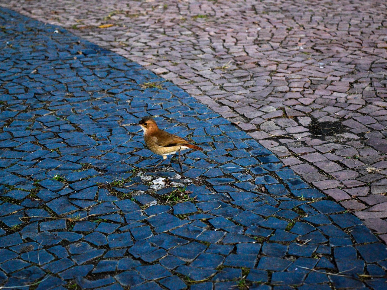 [38.181] Título: Sem título | Autor: Pedro Gimenez | Local: Praça em frente à reitoria