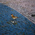 [38.181] Título: Sem título | Autor: Pedro Gimenez | Local: Praça em frente à reitoria