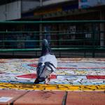 [38.182] Título: Sem título | Autor: Pedro Gimenez | Local: Laguinho da UFSC