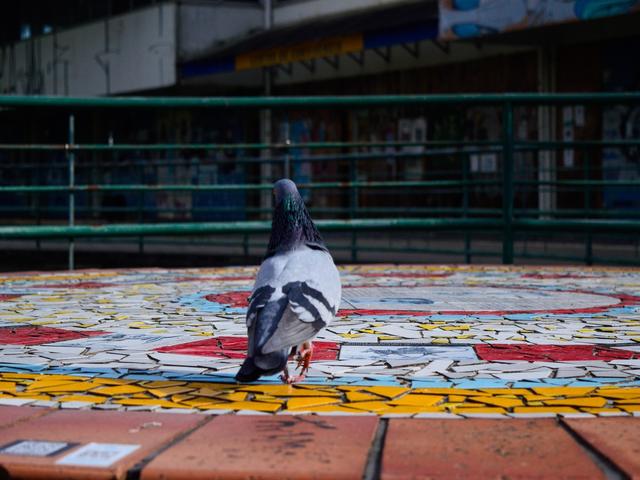 [38.182] Título: Sem título | Autor: Pedro Gimenez | Local: Laguinho da UFSC