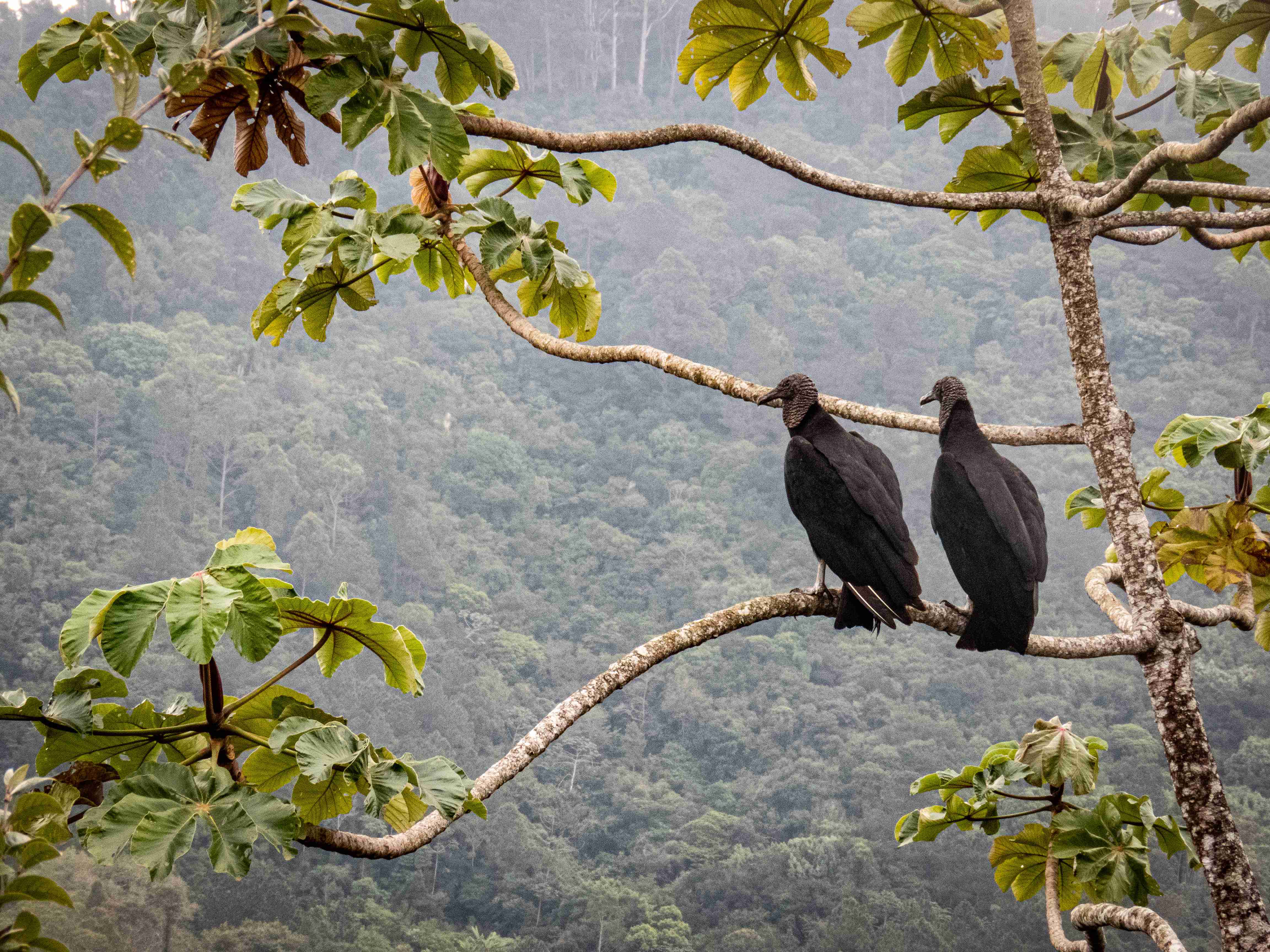 [08.027] Título: Sem título | Autor: Silvia Venturi | Local: UCAD, Unidade de Conservação Ambiental Desterro