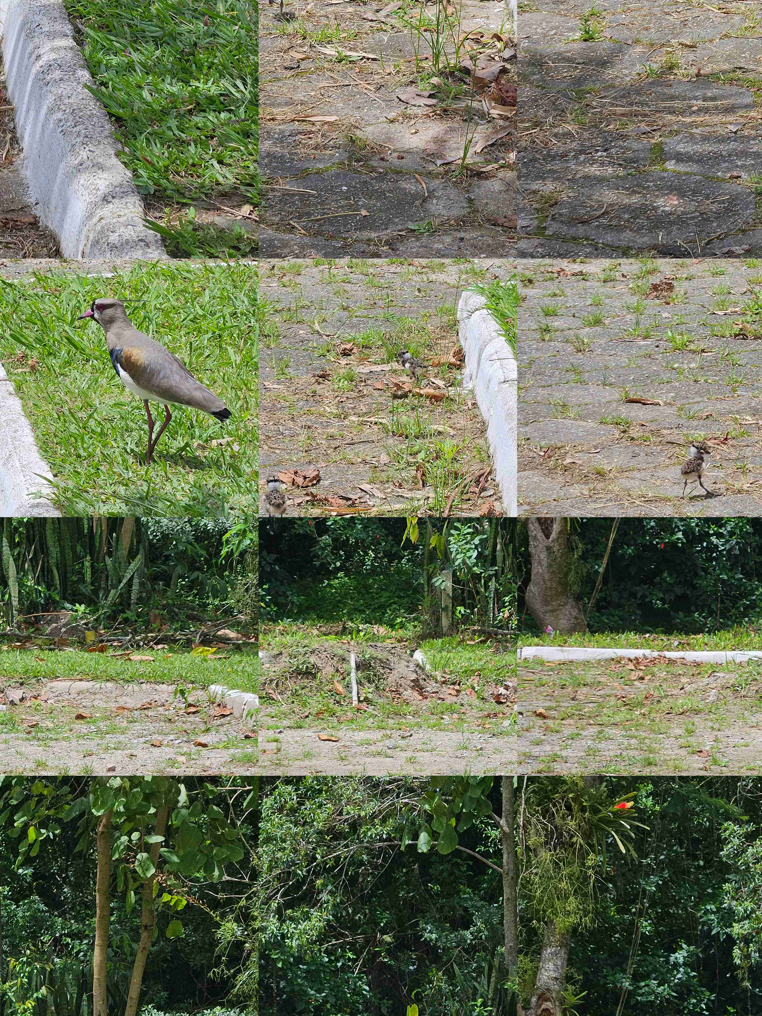 [21.093] Título: Mamãe Quero-Quero | Autor: Enzo Lovate | Local: Entrada da UFSC - Carvoeira