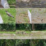 [21.093] Título: Mamãe Quero-Quero | Autor: Enzo Lovate | Local: Entrada da UFSC - Carvoeira