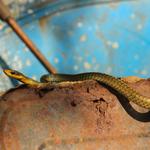 [23.098] Título: Cobra-cipó (Chironius exoletus) | Autor: Marcelo Anjos | Local: Fazenda Experimental da Ressacada