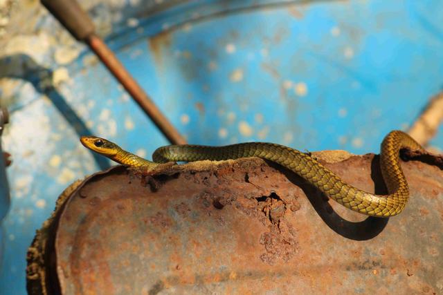 [23.098] Título: Cobra-cipó (Chironius exoletus) | Autor: Marcelo Anjos | Local: Fazenda Experimental da Ressacada