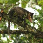 [23.099] Título: Gambá-de-orelha-preta (Didelphis aurita) | Autor: Marcelo Anjos | Local: CCA