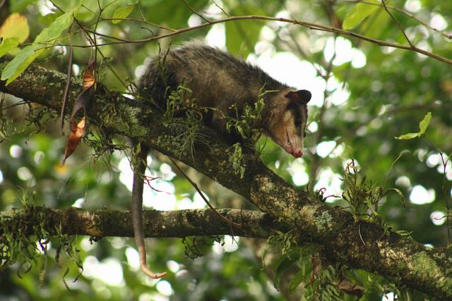 [23.099] Título: Gambá-de-orelha-preta (Didelphis aurita) | Autor: Marcelo Anjos | Local: CCA