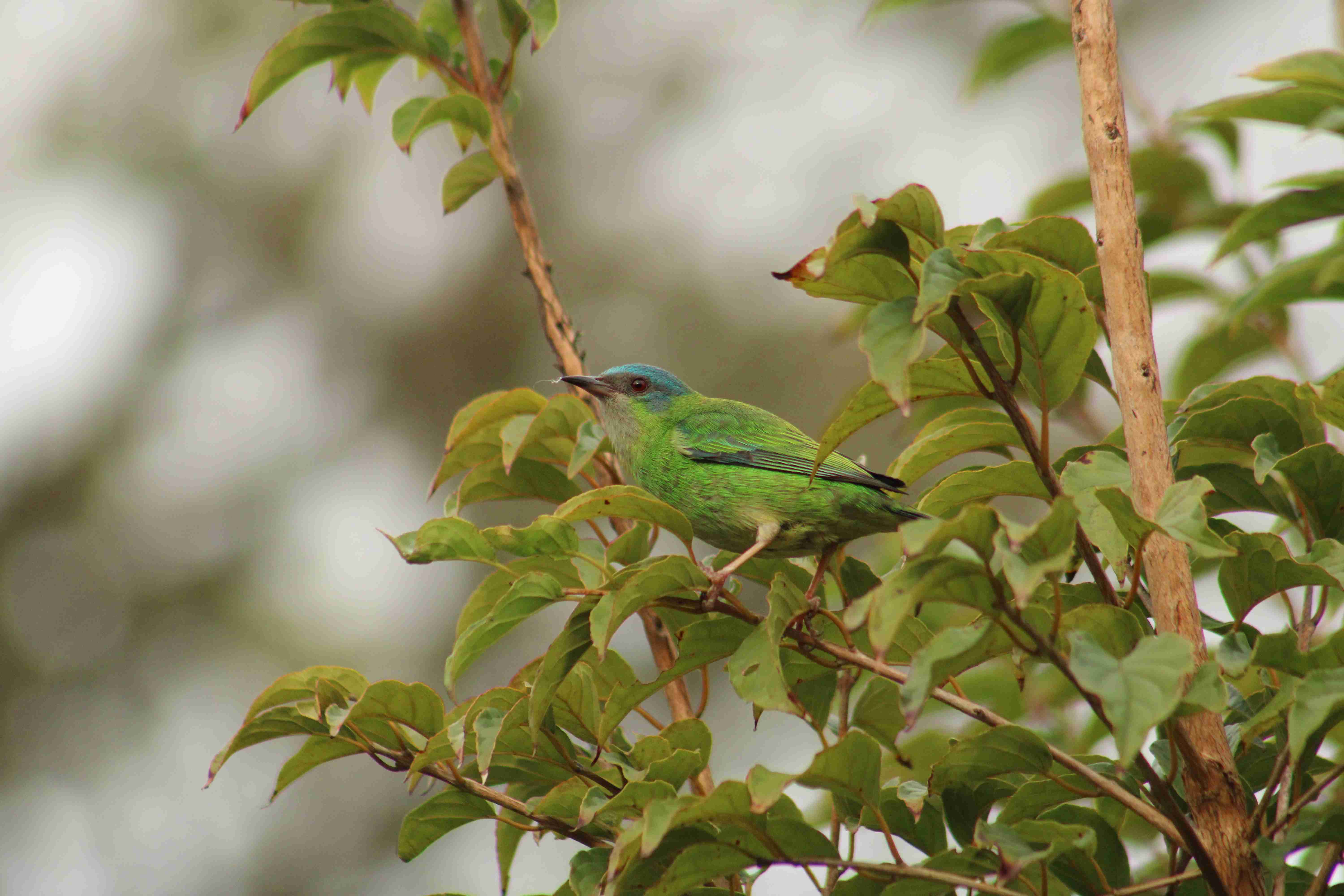 [23.100] Título: Saí-azul (Dacnis cayana) | Autor: Marcelo Anjos | Local: CCA