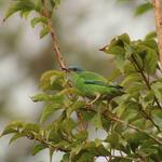 [23.100] Título: Saí-azul (Dacnis cayana) | Autor: Marcelo Anjos | Local: CCA