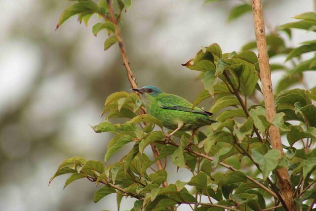 [23.100] Título: Saí-azul (Dacnis cayana) | Autor: Marcelo Anjos | Local: CCA