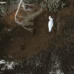 [26.115] Título: Garça-branca-pequena procurando alimento | Autor: Janice Warsodikromo | Local: Próx. à Sala de Apoio à Amamenta