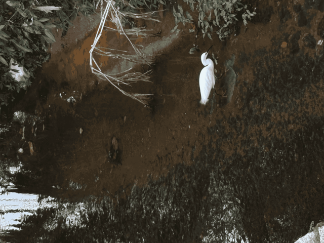 [26.115] Título: Garça-branca-pequena procurando alimento | Autor: Janice Warsodikromo | Local: Próx. à Sala de Apoio à Amamenta