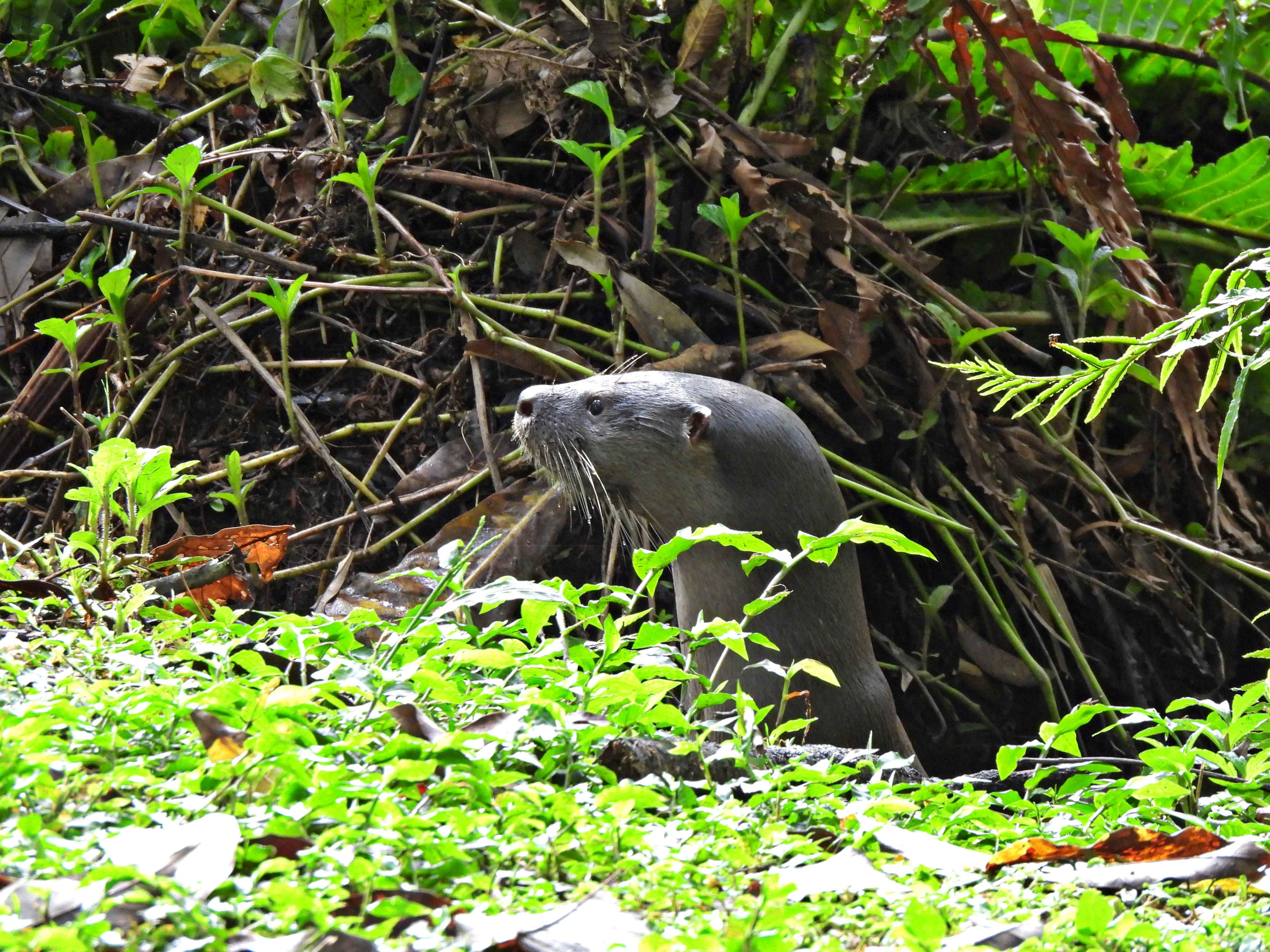 [35.163] Título: Lontra | Autor: Lauro Almeida | Local: Bosque do CFH, perto da ponte