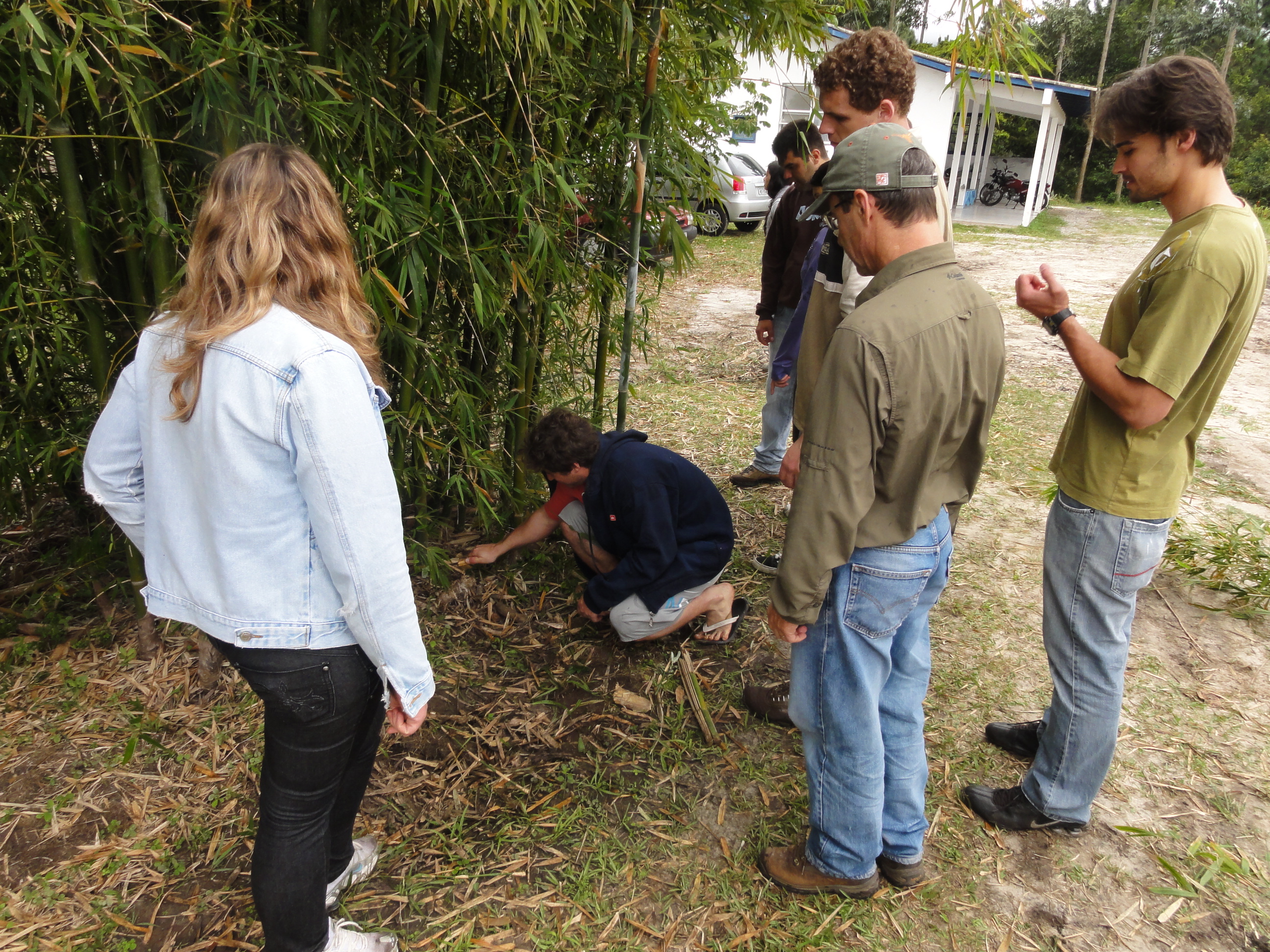 20110923 Fazenda Aula Silvicultura plantio Bracatinga manejBambu 024.jpg