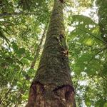 [08.033] Título: Sem título | Autor: Silvia Venturi | Local: UCAD, Unidade de Conservação Ambiental Desterro