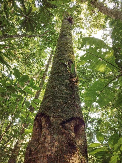 [08.033] Título: Sem título | Autor: Silvia Venturi | Local: UCAD, Unidade de Conservação Ambiental Desterro