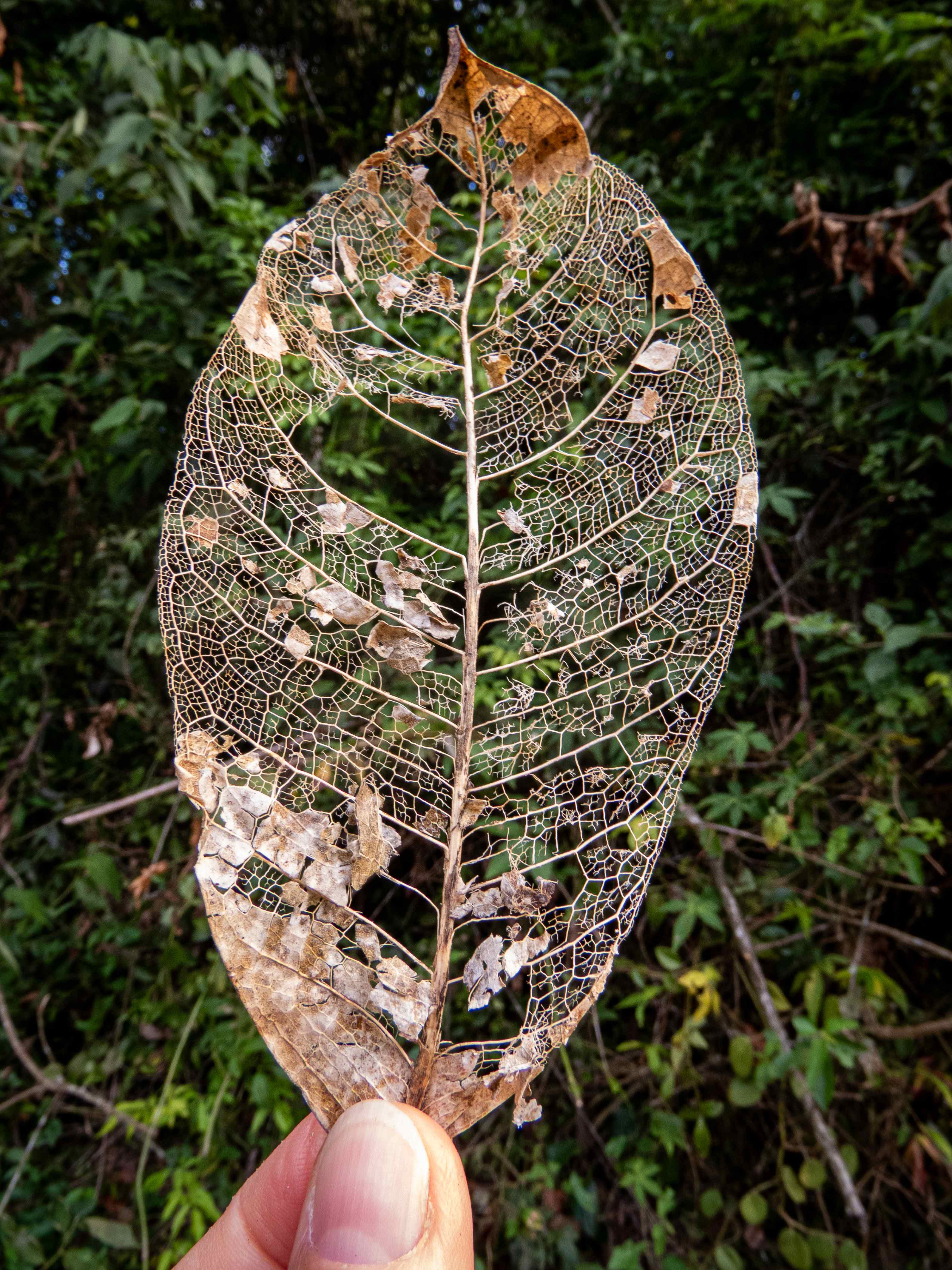 [08.034] Título: Sem título | Autor: Silvia Venturi | Local: UCAD, Unidade de Conservação Ambiental Desterro