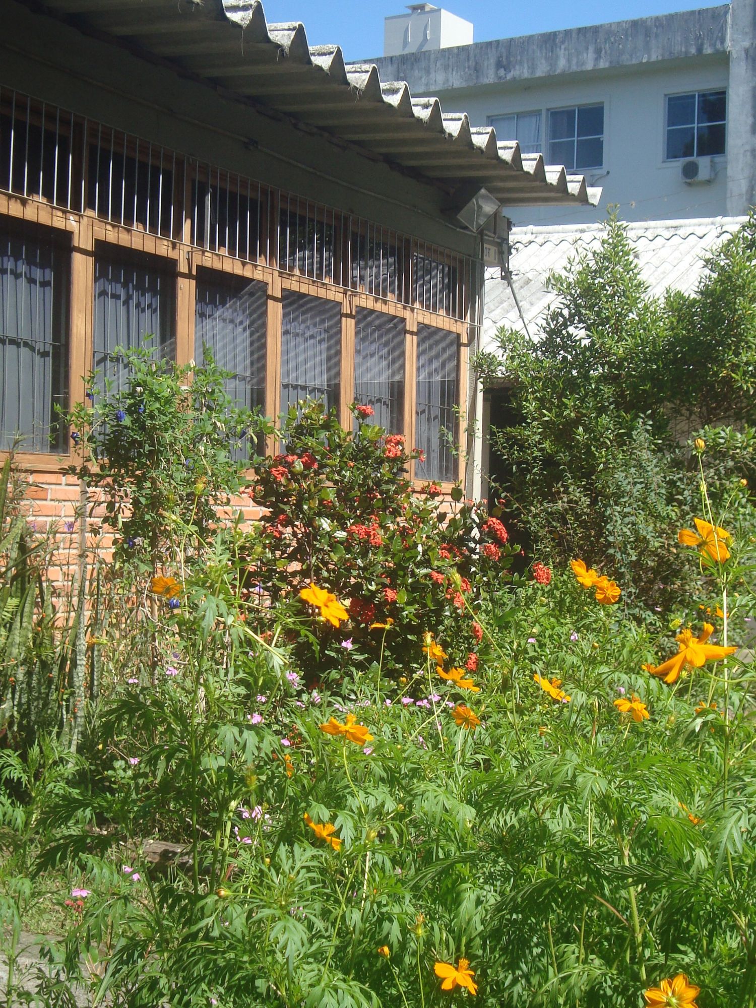 [20.078] Título: Caminhos floridos | Autor: Gabriely Goulart | Local: Botânica, Carvoeira - Florianópolis