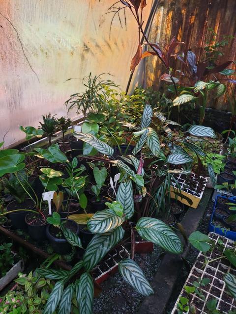 [20.077] Título: Estufa com mudas de plantas | Autor: Gabriely Goulart | Local: CCA, Itacorubi - Florianópolis