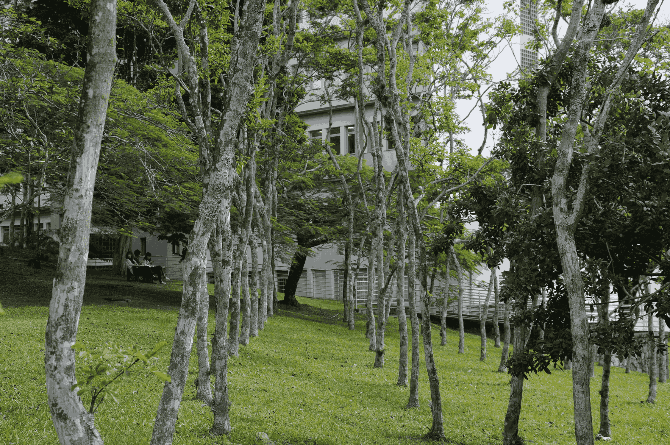 [26.122] Título: Reflorestamento, talvez? | Autor: Janice Warsodikromo | Local: Bosque