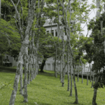 [26.122] Título: Reflorestamento, talvez? | Autor: Janice Warsodikromo | Local: Bosque