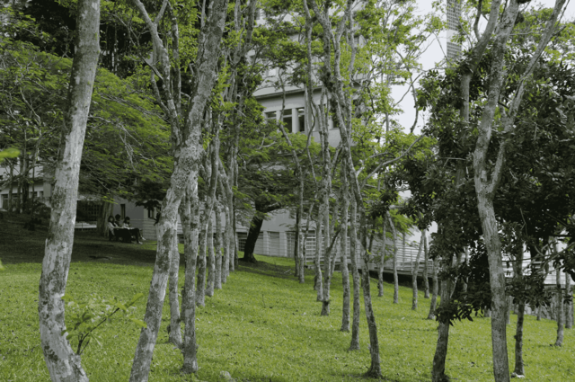 [26.122] Título: Reflorestamento, talvez? | Autor: Janice Warsodikromo | Local: Bosque