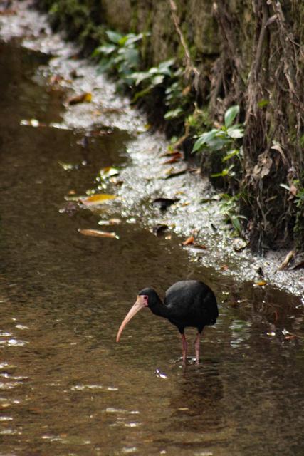 06.017 | Título: Tapicuru no córrego | Autor: Christian Gabriel | Local: Córrego do Rio do meio, ao lado da BU