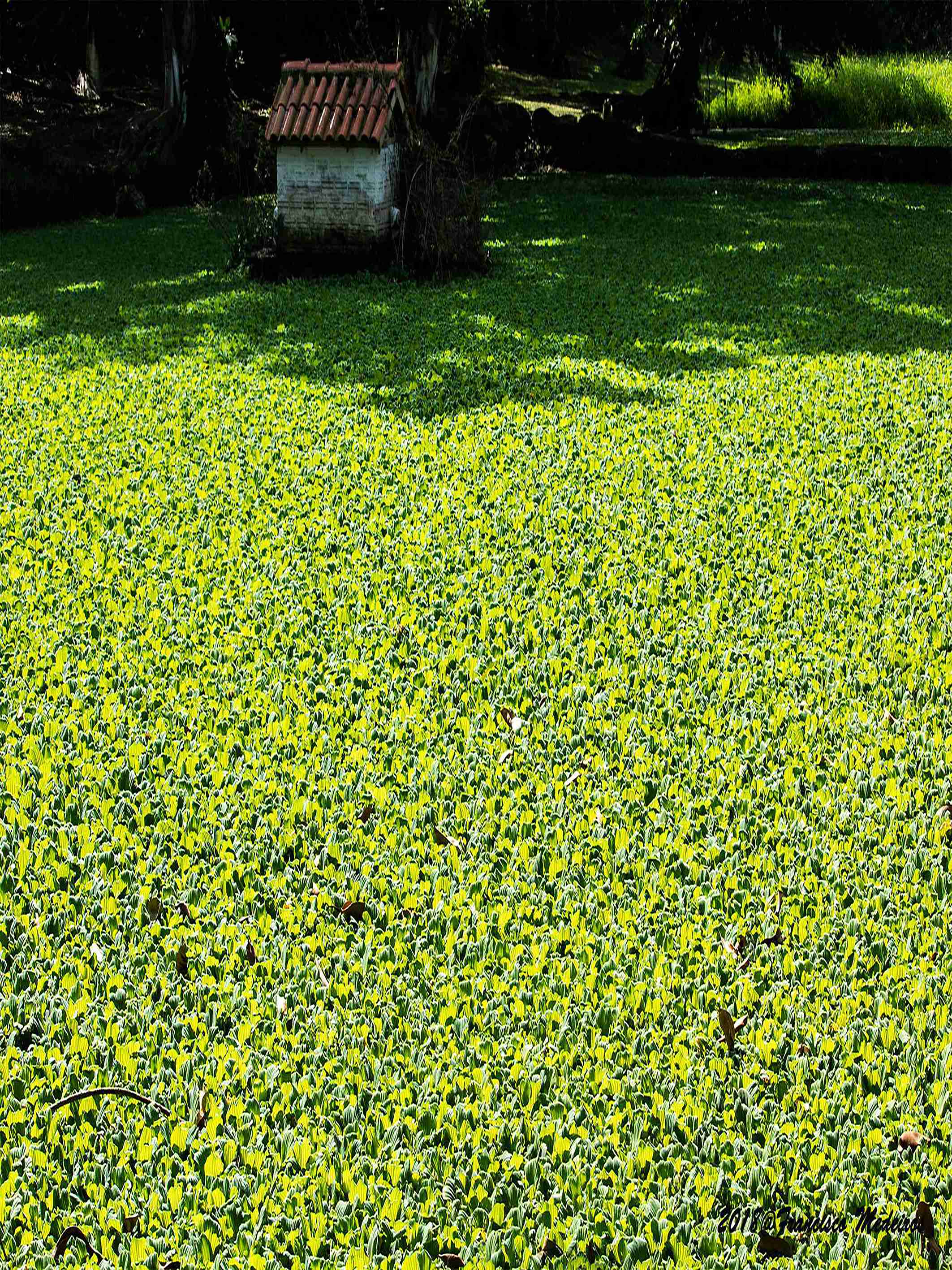 07.023 | Título: Lago coberto por vegetação aquática | Autor: Francisco Medeiros | Local: Lago perto do HU