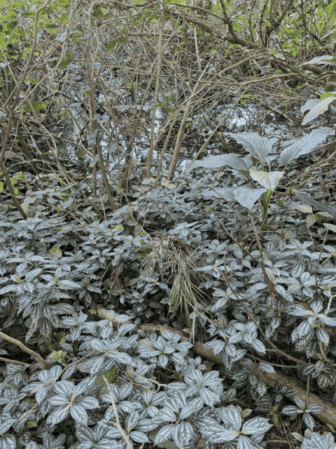 30.195 | Título: Córrego coberto por plantas | Autor: Daniel Vasconcelos | Local: CCJ