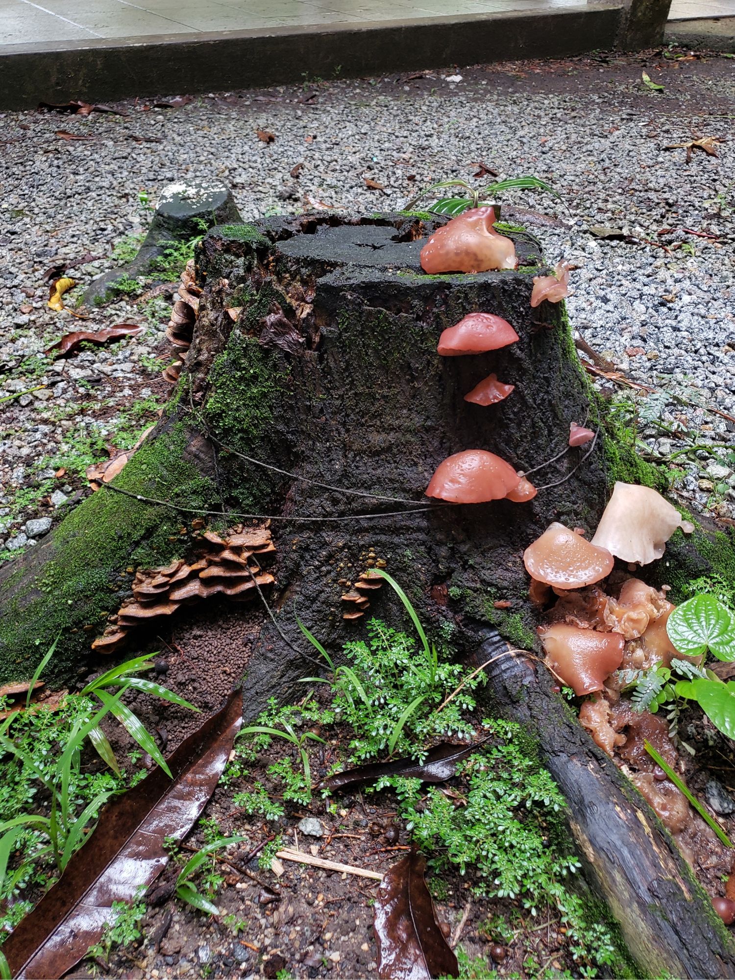 [20.082] Título: Tronco habitado | Autor: Gabriely Goulart | Local: CCA, Itacorubi - Florianópolis