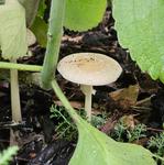[20.083] Título: Pequeno cogumelo | Autor: Gabriely Goulart | Local: Horto do CCS, Trindade - Florianópolis