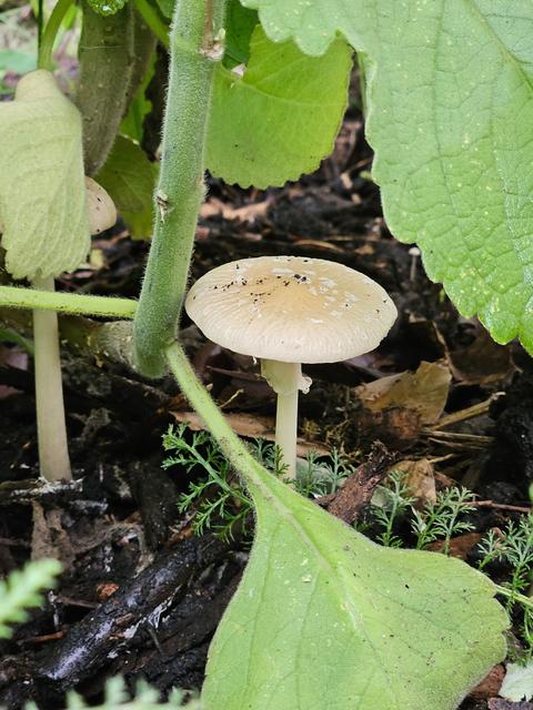[20.083] Título: Pequeno cogumelo | Autor: Gabriely Goulart | Local: Horto do CCS, Trindade - Florianópolis