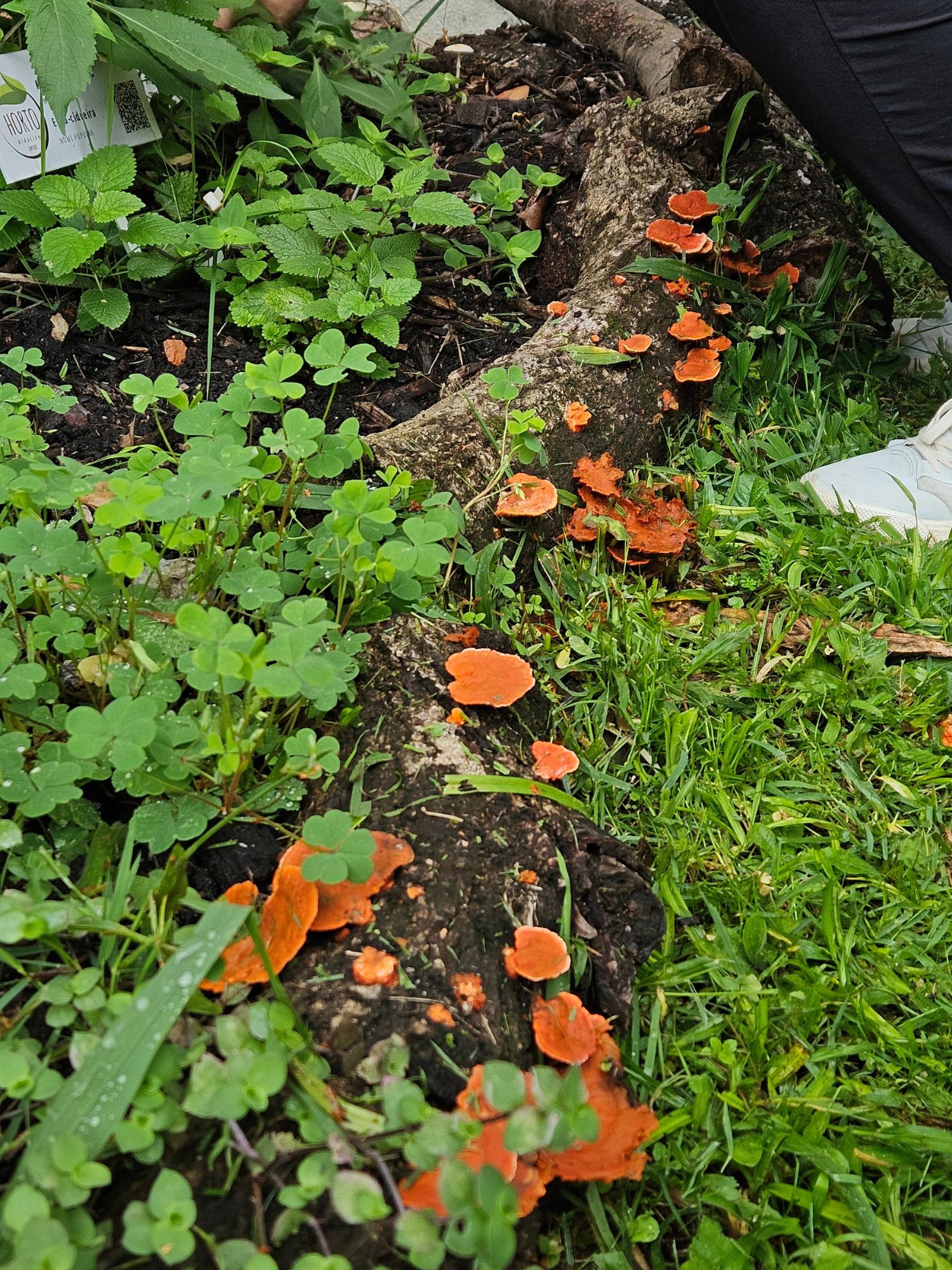 [20.084] Título: Fungos da horta | Autor: Gabriely Goulart | Local: Horto do CCS, Trindade - Florianópolis