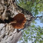 [21.092] Título: Cogu Marelo | Autor: Enzo Lovate | Local: Base de árvore atrás da reitoria