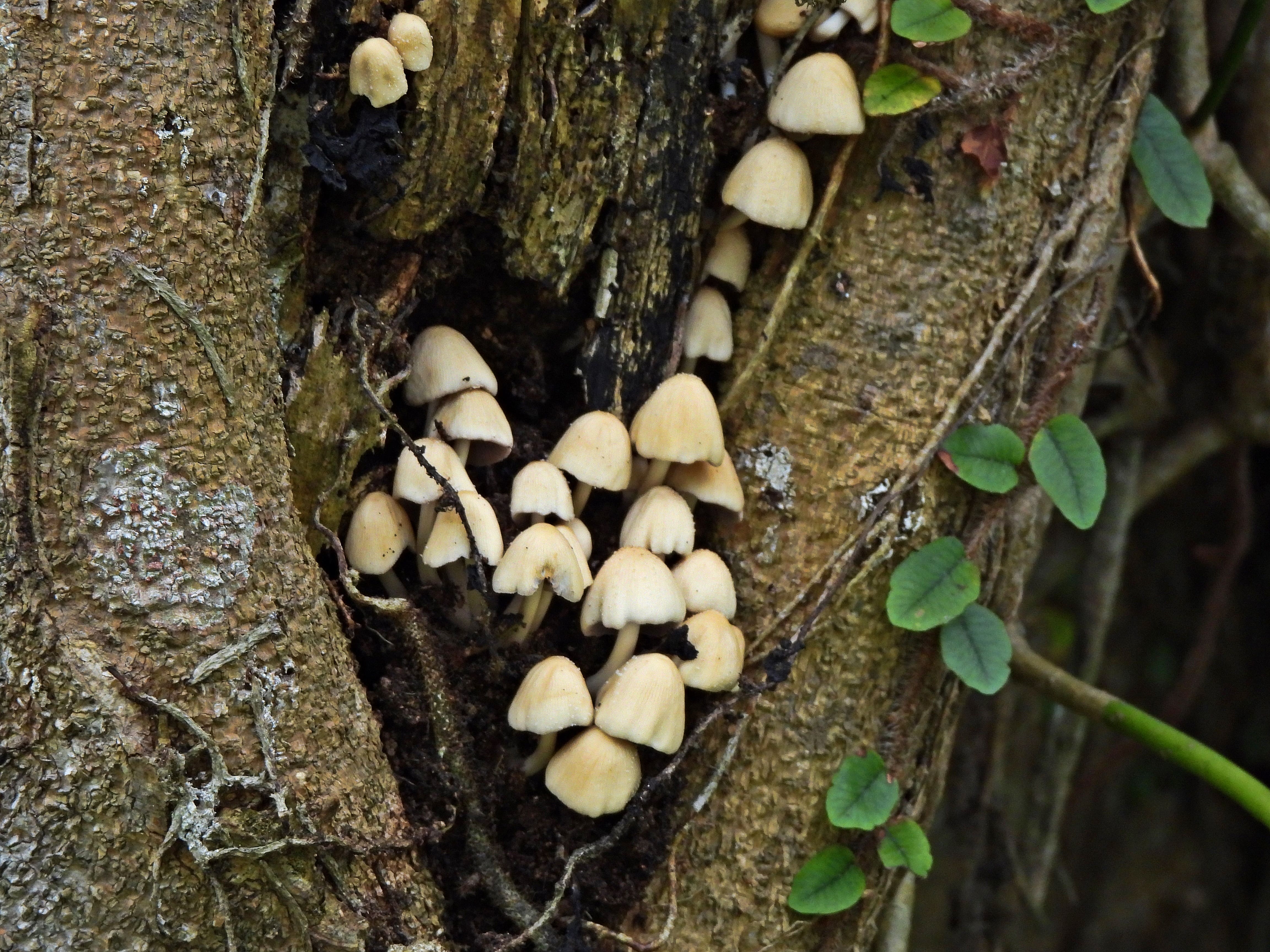 [35.167] Título: Fungos | Autor: Lauro Almeida | Local: Bosque do CFH