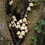 [35.167] Título: Fungos | Autor: Lauro Almeida | Local: Bosque do CFH