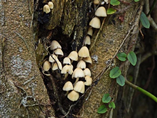 [35.167] Título: Fungos | Autor: Lauro Almeida | Local: Bosque do CFH