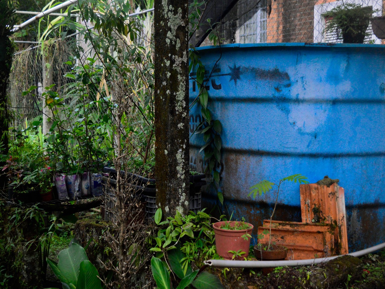 [38.187] Título: Sem título | Autor: Pedro Gimenez | Local: Estufa da botânica