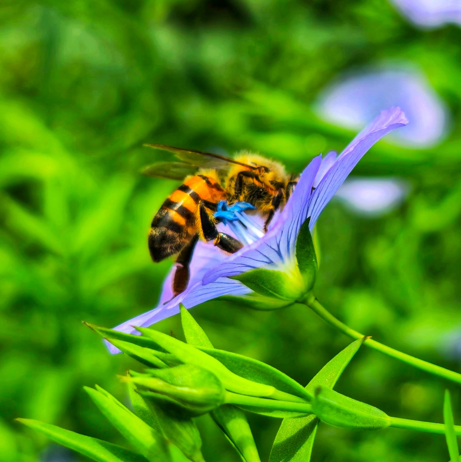 [01.001] Título: Conexão em Flor | Autor: Tiago Olivoto | Local: NEPEM/CCA