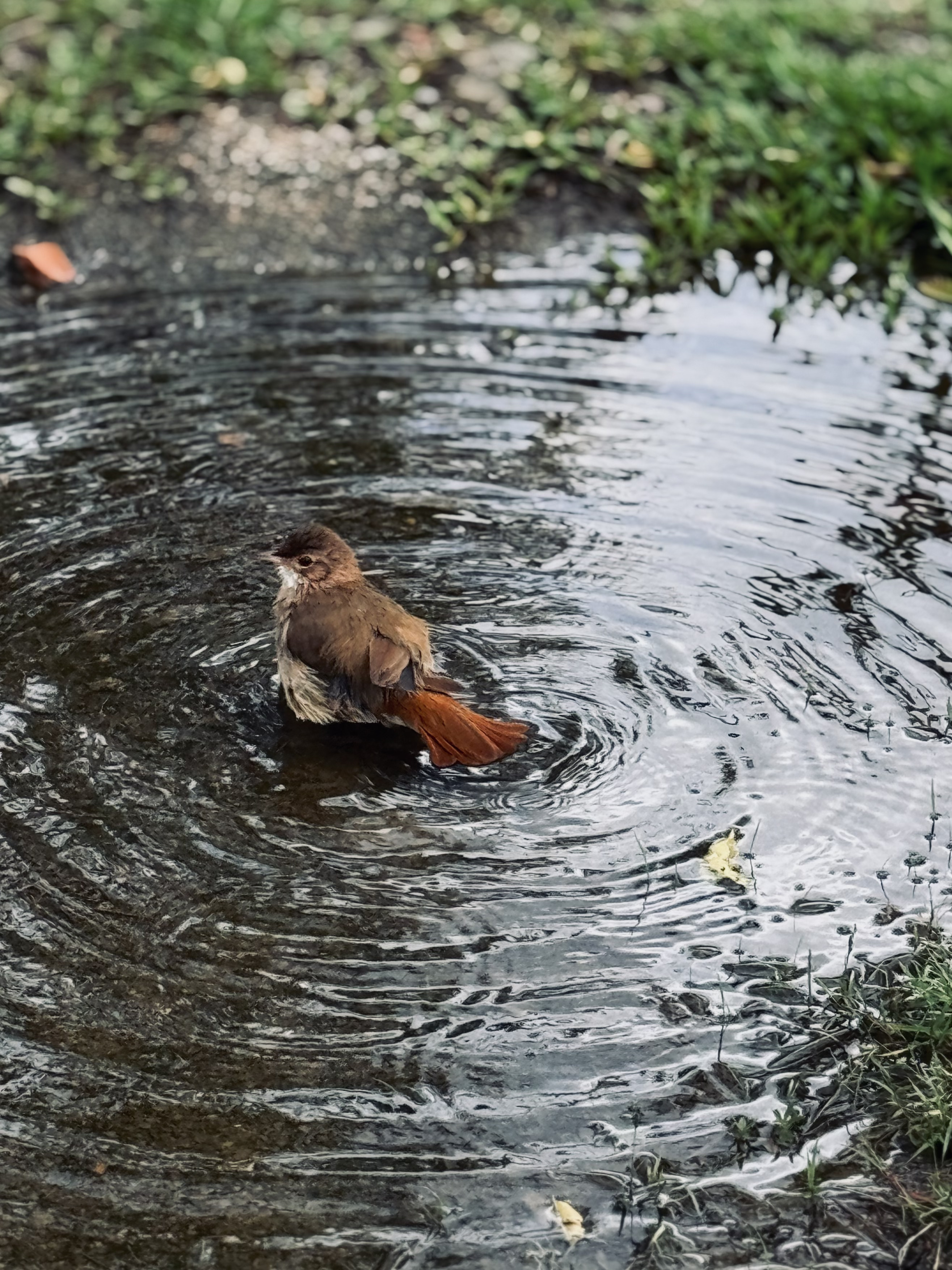 [36.171] Título: O banho da majestade | Autor: Bethania Schimidt | Local: CCB