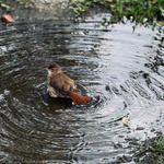 [36.171] Título: O banho da majestade | Autor: Bethania Schimidt | Local: CCB