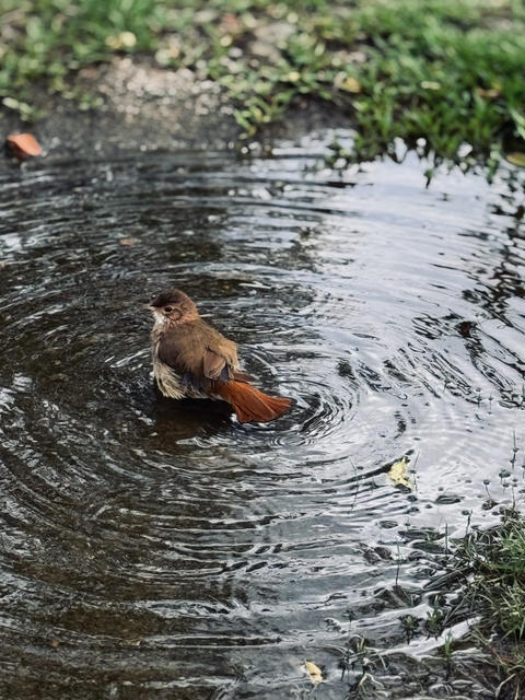 [36.171] Título: O banho da majestade | Autor: Bethania Schimidt | Local: CCB